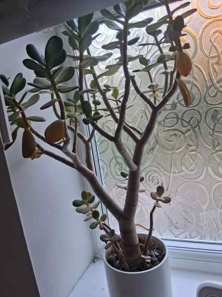 Photo of free Indoor Plants (Worcester WR5) #4