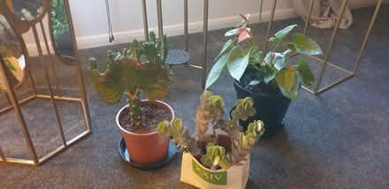 Photo of free 3 x Plants (CM15) #1