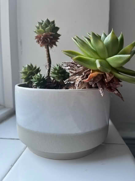 Photo of free Succulent Plant (Richmond Hill TW10) #2