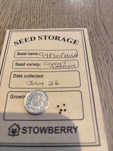 Photo of free flower seeds (Oswestry SY11) #1