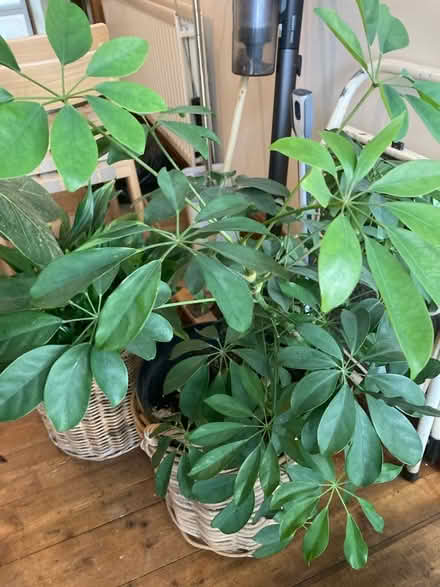 Photo of free Plants (Wormit DD6) #4