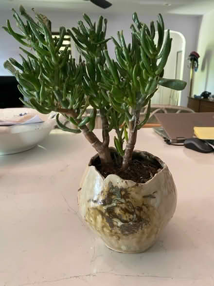 Photo of free Succulent Plant (Plainfield near So. Plainfield) #2