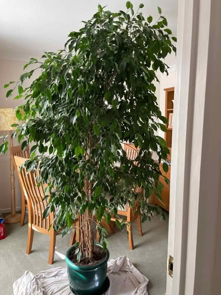 Photo of free Weeping fig tree (University of Bath BA2) #1