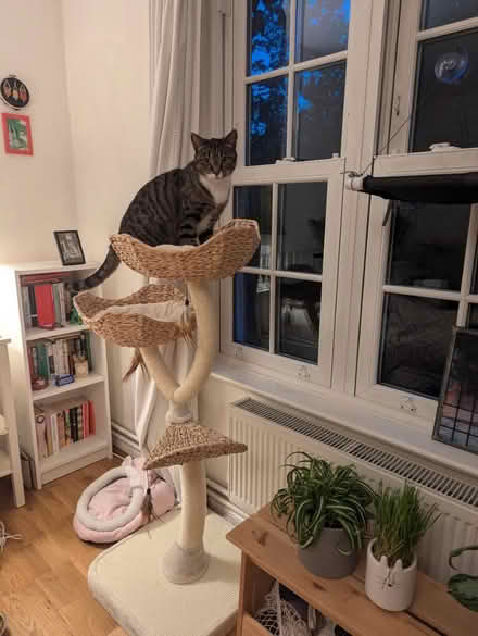 Photo of free cat tree #2 (Archway, N19) #1