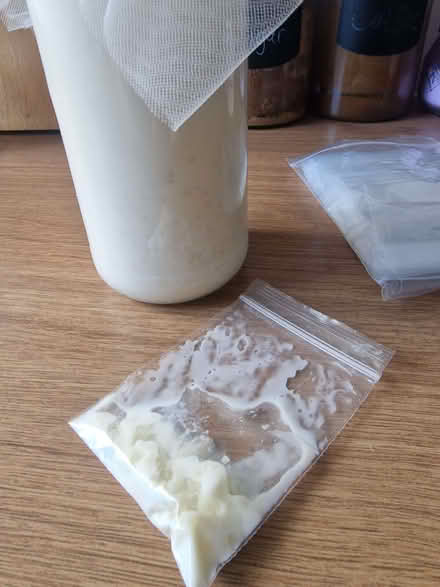 Photo of free kefir grains/fungi (East Kilbride G75) #4