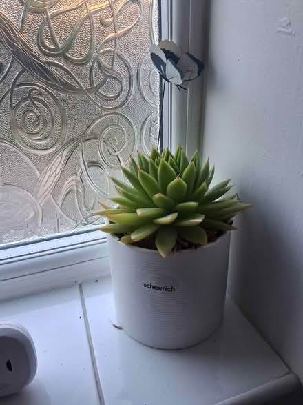 Photo of free Indoor Plants (Worcester WR5) #2