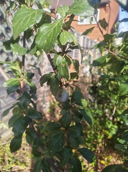 Photo of free Plum damson tree bush (Chessington KT9) #2