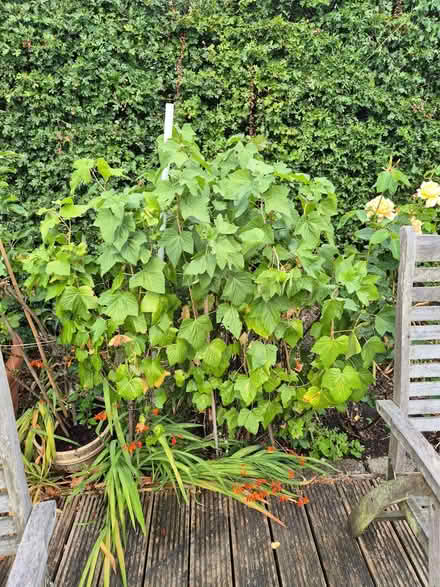 Photo of free Blackcurrant Bush (Gipton LS8) #1