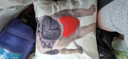 Photo of free Variety of pug cushions (Portsmouth PO1) #2