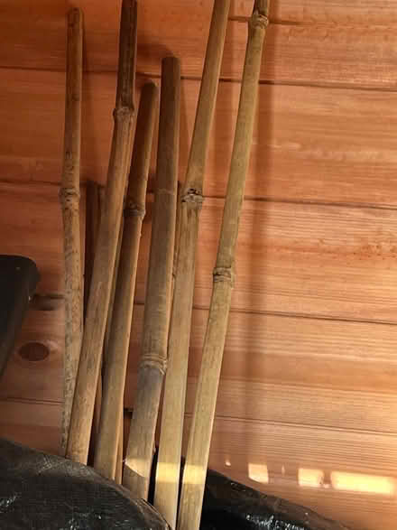 Photo of free 6 ft I think bamboo poles (Knotty Ash L14) #1