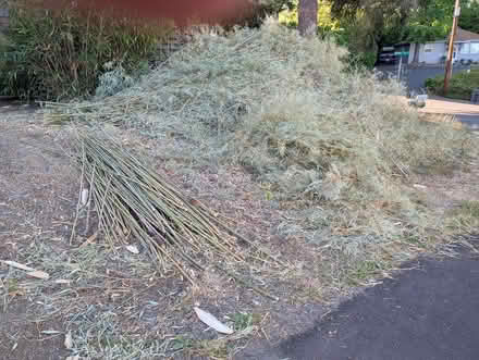 Photo of free Bamboo (West Salem off Bonny Way) #2