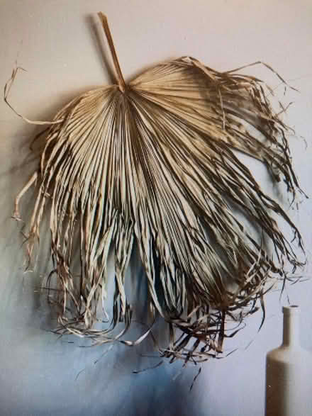 Photo of Dried palm leaves (Probus TR2) #1