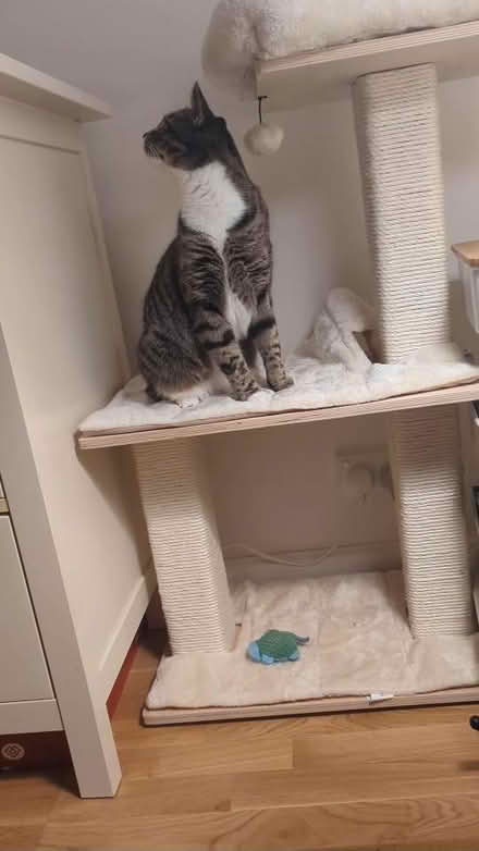 Photo of free cat tree (Archway, N19) #1