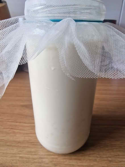 Photo of free kefir grains/fungi (East Kilbride G75) #2