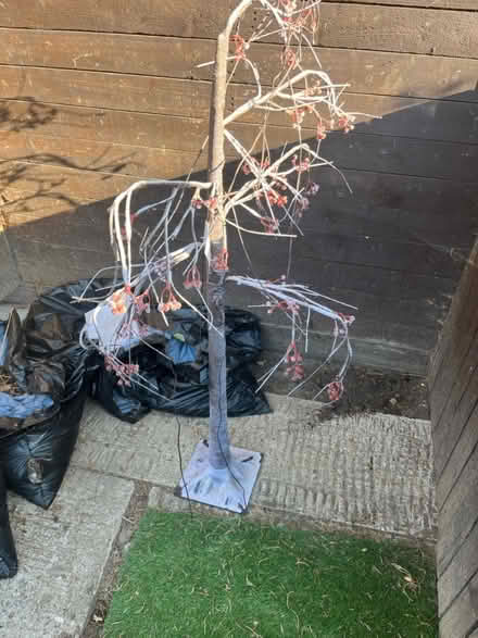 Photo of free Light up tree (St. Dunstan's CT2) #1