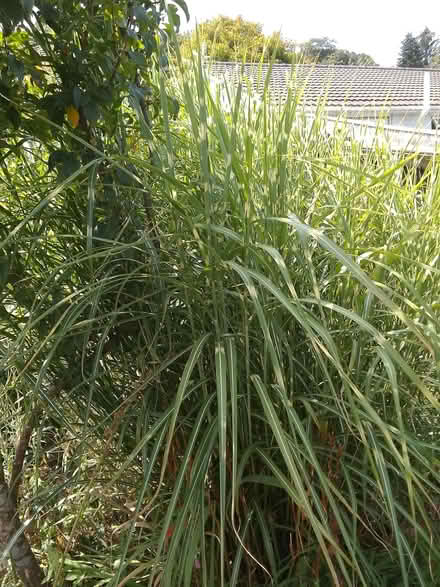 Photo of free Miscanthus sinensis 'Zebrinus' variegated grass (Ponsanooth TR3) #2
