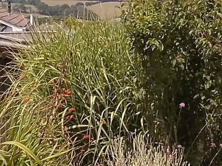 Photo of free Miscanthus sinensis 'Zebrinus' variegated grass (Ponsanooth TR3) #1