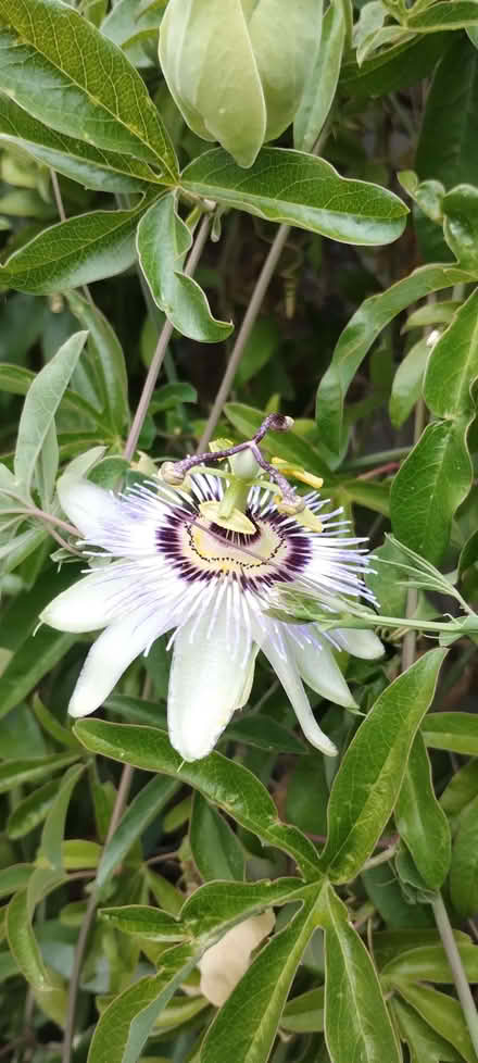 Photo of free Passion Flower vine (Yateley GU46) #1