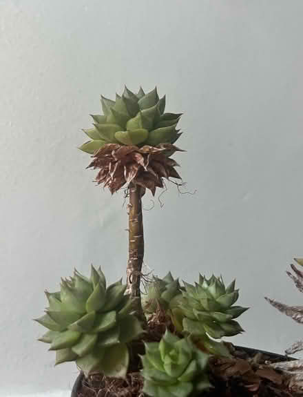Photo of free Succulent Plant (Richmond Hill TW10) #4