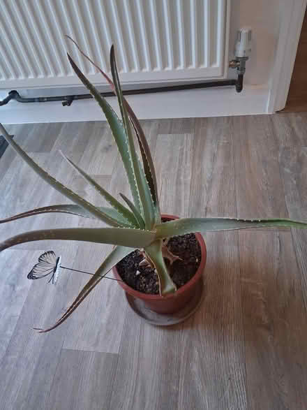 Photo of free Indoor Plants (Worcester WR5) #3