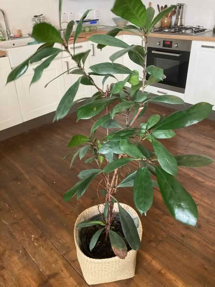 Photo of free Plants (Wormit DD6) #1