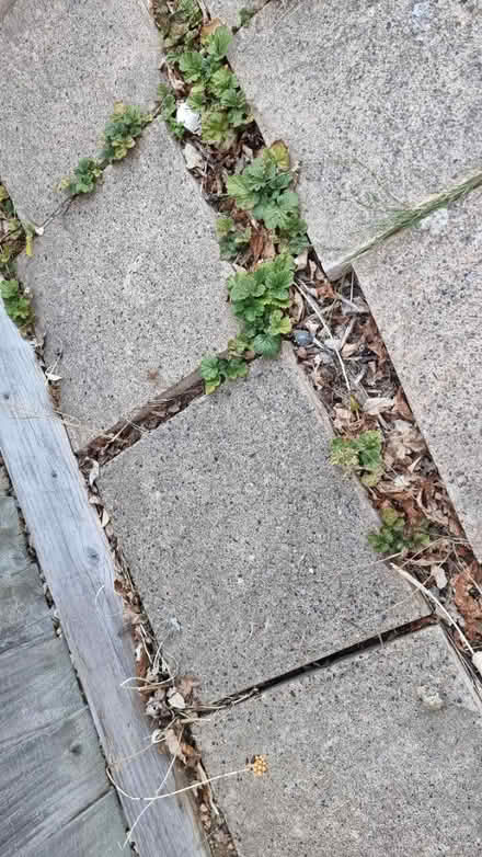 Photo of free Paving slab tiles (Summertown OX2) #2