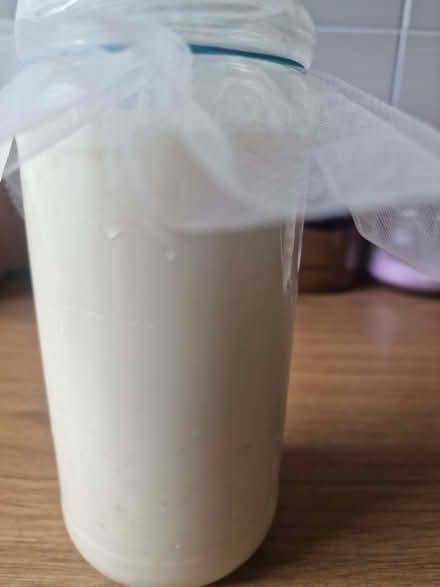 Photo of free kefir grains/fungi (East Kilbride G75) #1
