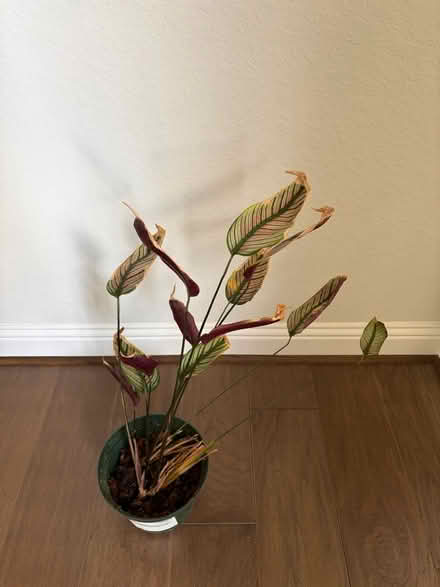 Photo of free plant (Katy near Buc-ee’s) #1