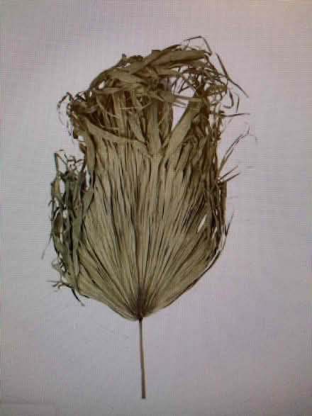 Photo of Dried palm leaves (Probus TR2) #2