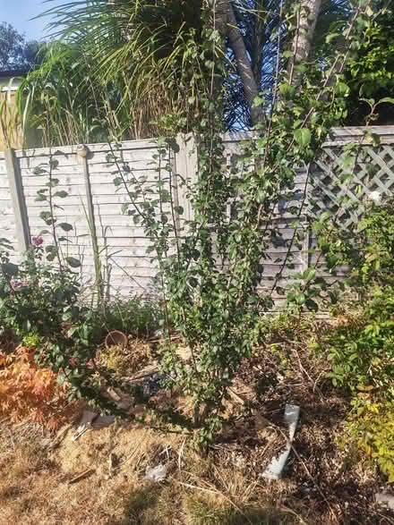 Photo of free Plum damson tree bush (Chessington KT9) #1