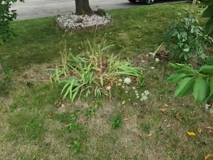 Photo of free Iris (Mississauga Ontario Canada) #1