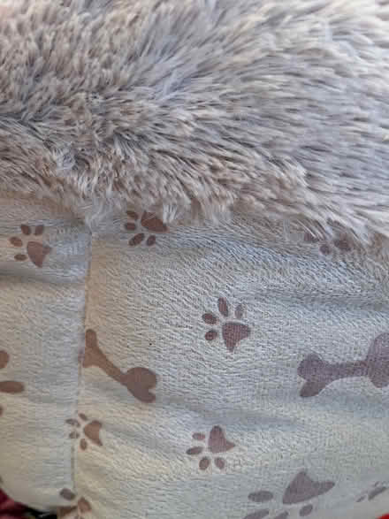 Photo of free Plush Pet Bed - cup bed (Redruth) #2