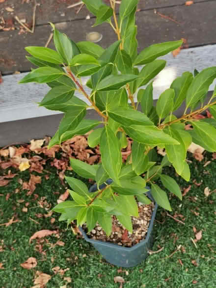Photo of free Forsythia home grown from a cutting (M35 Failsworth, Manchester) #1