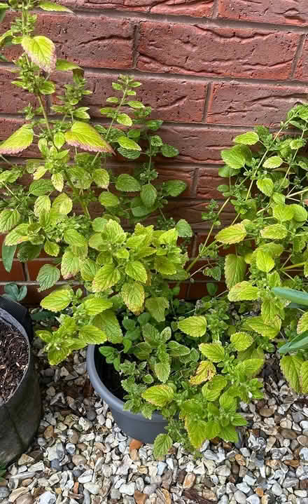 Photo of free 2 lemon balm plants (Bidston CH43) #2