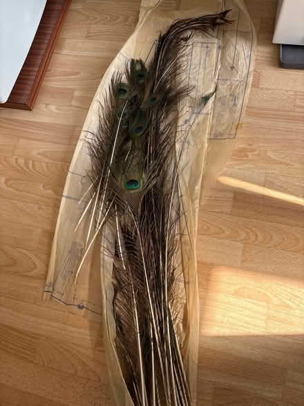 Photo of free Peacock feathers (Hala LA1) #1
