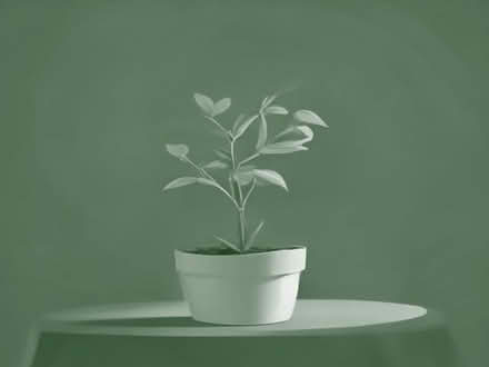 Photo of Privet plant (Croydon CR2) #1