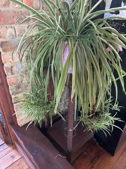 Photo of free Mature spider plant with babies (Wisbech St Mary PE13) #1