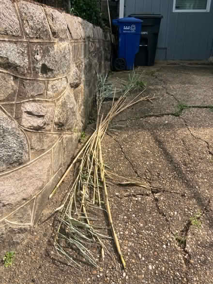 Photo of free Bamboo stakes/poles/sticks (20012) #3