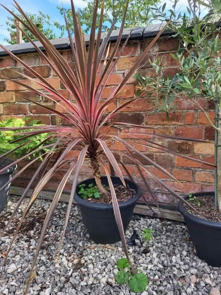 Photo of free Cordyline plants (Leicester LE2) #1
