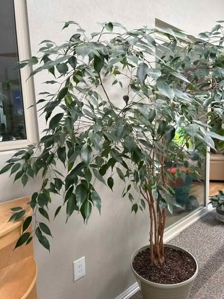 Photo of free 6 ft tall ficus tree (NE Heights) #3