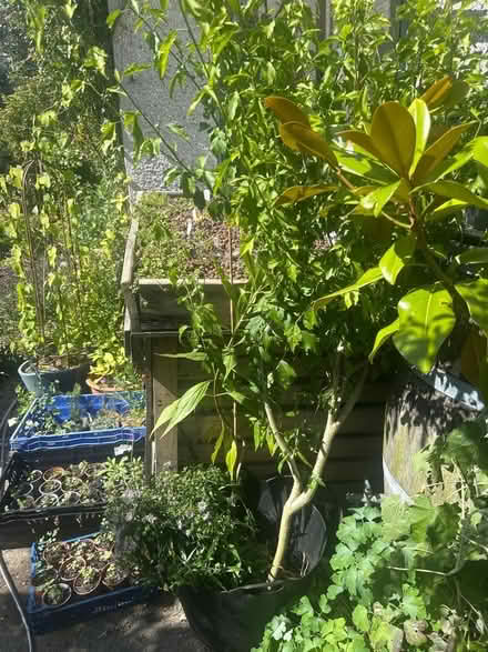 Photo of free Large hibiscus shrub (Heysham LA3) #1