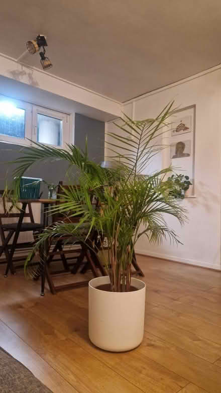Photo of free Tall plants (Stamford Hill N16) #1