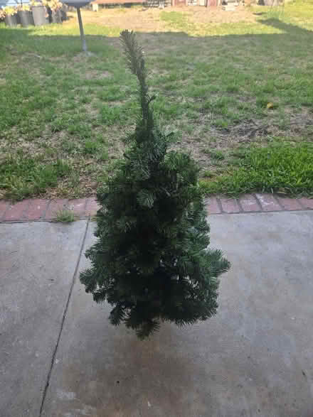 Photo of free Pitted artificial tree (Sevenhills) #2