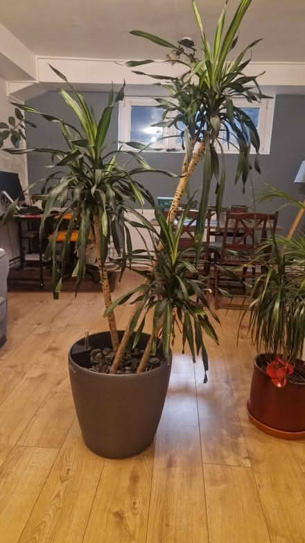 Photo of free Tall plants (Stamford Hill N16) #2