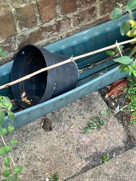 Photo of free Plant pots (Eastbourne BN21) #3