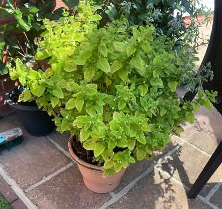 Photo of free 2 lemon balm plants (Bidston CH43) #1