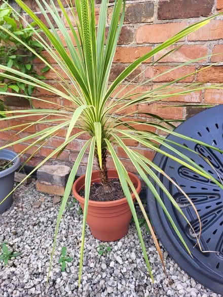 Photo of free Cordyline plants (Leicester LE2) #2