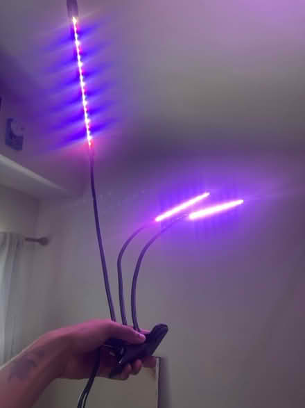 Photo of free Plant Light (Adams Point) #1