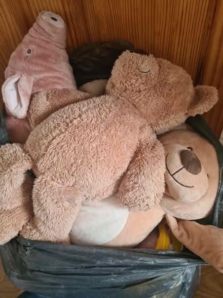 Photo of free Soft teddies (Halifax) #1