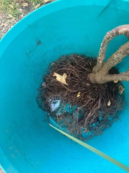 Photo of free Trachelospermum (star jasmine) (Heysham LA3) #2